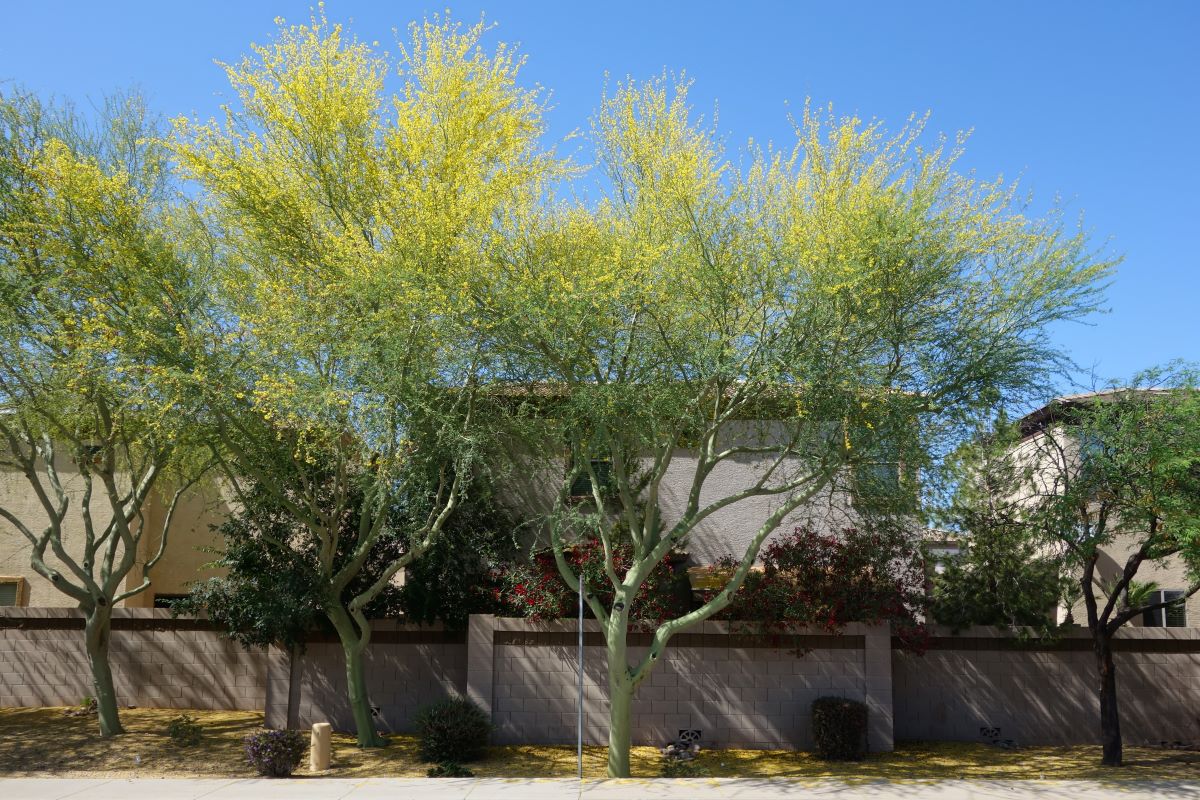 Arborist Phoenix AZ Chips Tree Service
