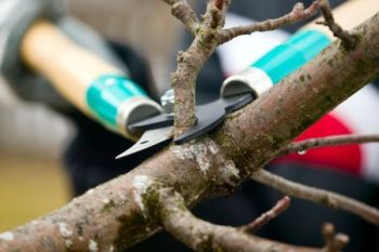Certified Arborist Phoenix Az