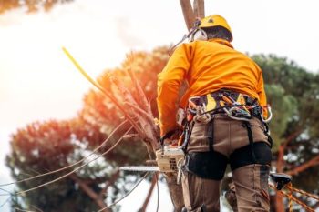 Local Tree Service Chandler Az