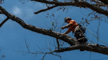 Tree Cutting Service Scottsdale Az