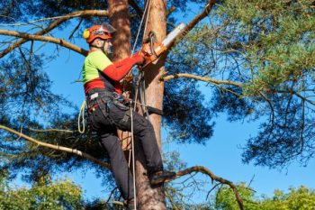 Tree Removal Near Me Phoenix Az