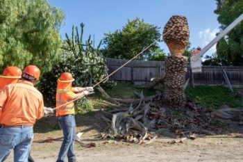 Tree Removal Scottsdale Az