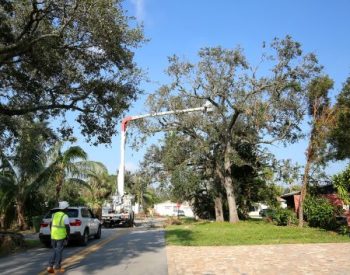 Tree Removal Service Scottsdale Az