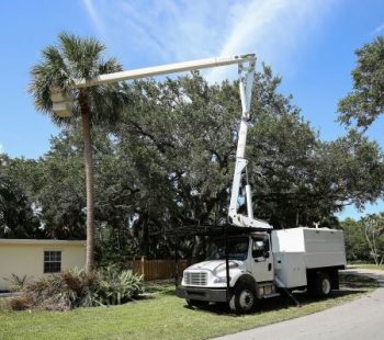 Tree Service Chandler Az