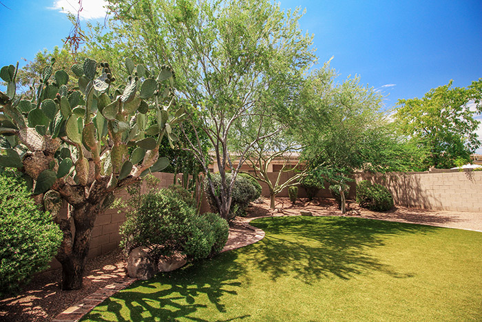 Tree Service Phoenix