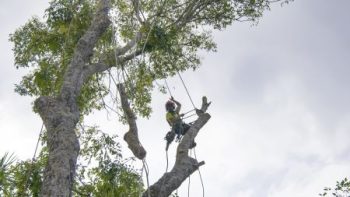 Tree Trimming Service Phoenix Az