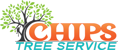 Tree Service in Phoenix AZ from Chips Tree Service