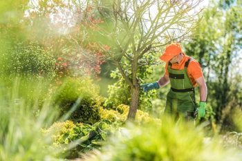 Tree Care Service Chandler AZ