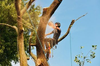 Tree Removal Chandler AZ