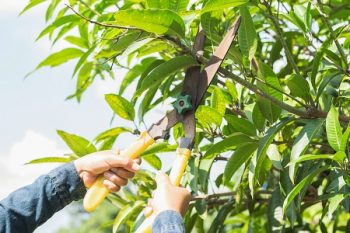 Tree Trimming Glendale AZ