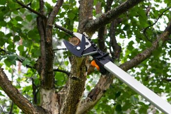 Tree Trimming Services Chandler AZ