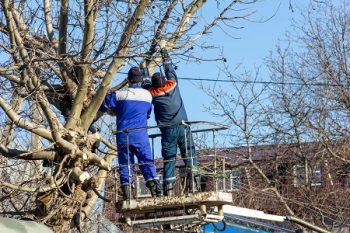 Tree Trimming Services Glendale AZ