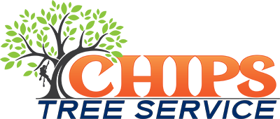 Tree Service in Phoenix AZ from Chips Tree Service