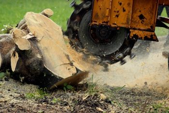 Stump Removal Chandler AZ