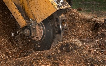 Stump Removal Service Chandler AR