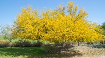 Tree Planting Scottsdale AZ