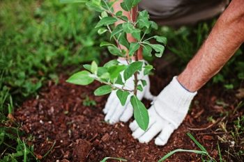 Tree Planting Service Scottsdale AZ
