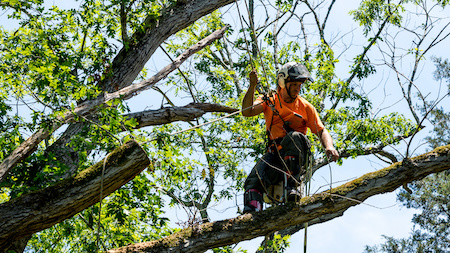 Tree Service Company Scottsdale AZ