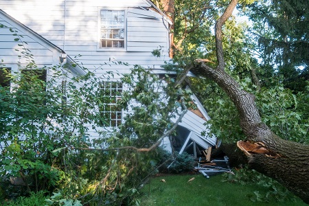 Tree Service Near Me Phoenix AZ