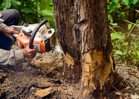 Tree Services Phoenix AZ