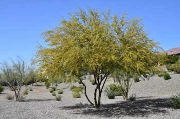 Arborist Near Me Scottsdale AZ