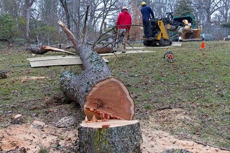 Tree Removal Near Me Phoenix AZ