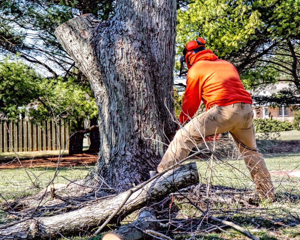 The Benefits of Removing Trees When and Why to Do It Chips Tree Service