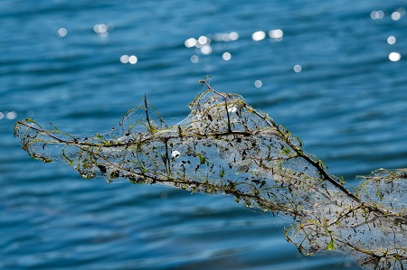 Tree Service Near Me Phoenix AZ