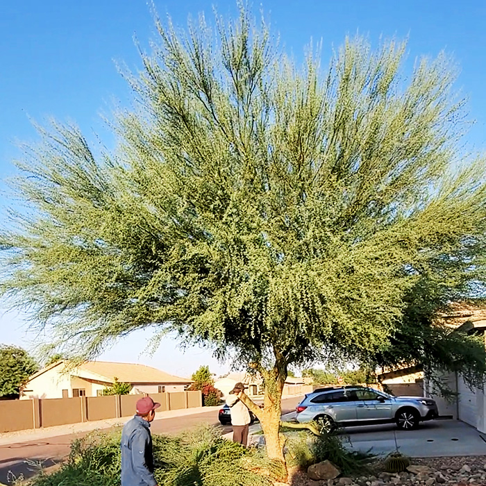Arborist Glendale Arizona