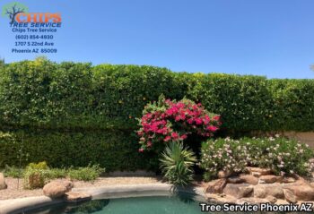 Tree Service Phoenix