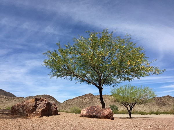 Arborist Near Me Phoenix AZ