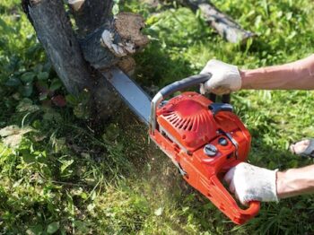 Tree Removal Cave Creek Arizona