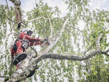 Tree Removal Gilbert Az