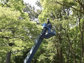 Tree Service Cave Creek Az