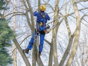 Tree Service Near Me Gilbert Az