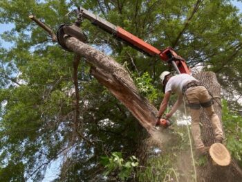 Tree Trimming Cave Creek Az