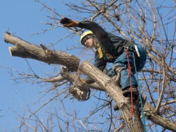 Tree Trimming Gilbert Az