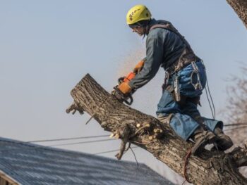 Tree Trimming Near Me Gilbert Az