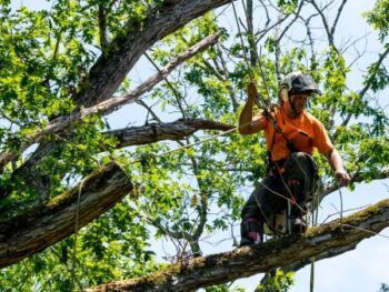 Tree Trimming Near Me Tempe Az