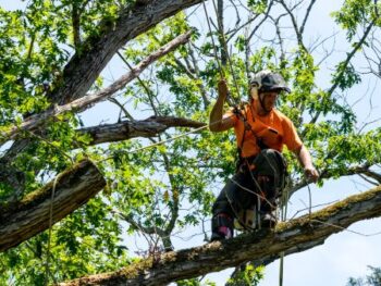 Tree Trimming Peoria Az