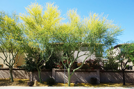 Tree Care Phoenix