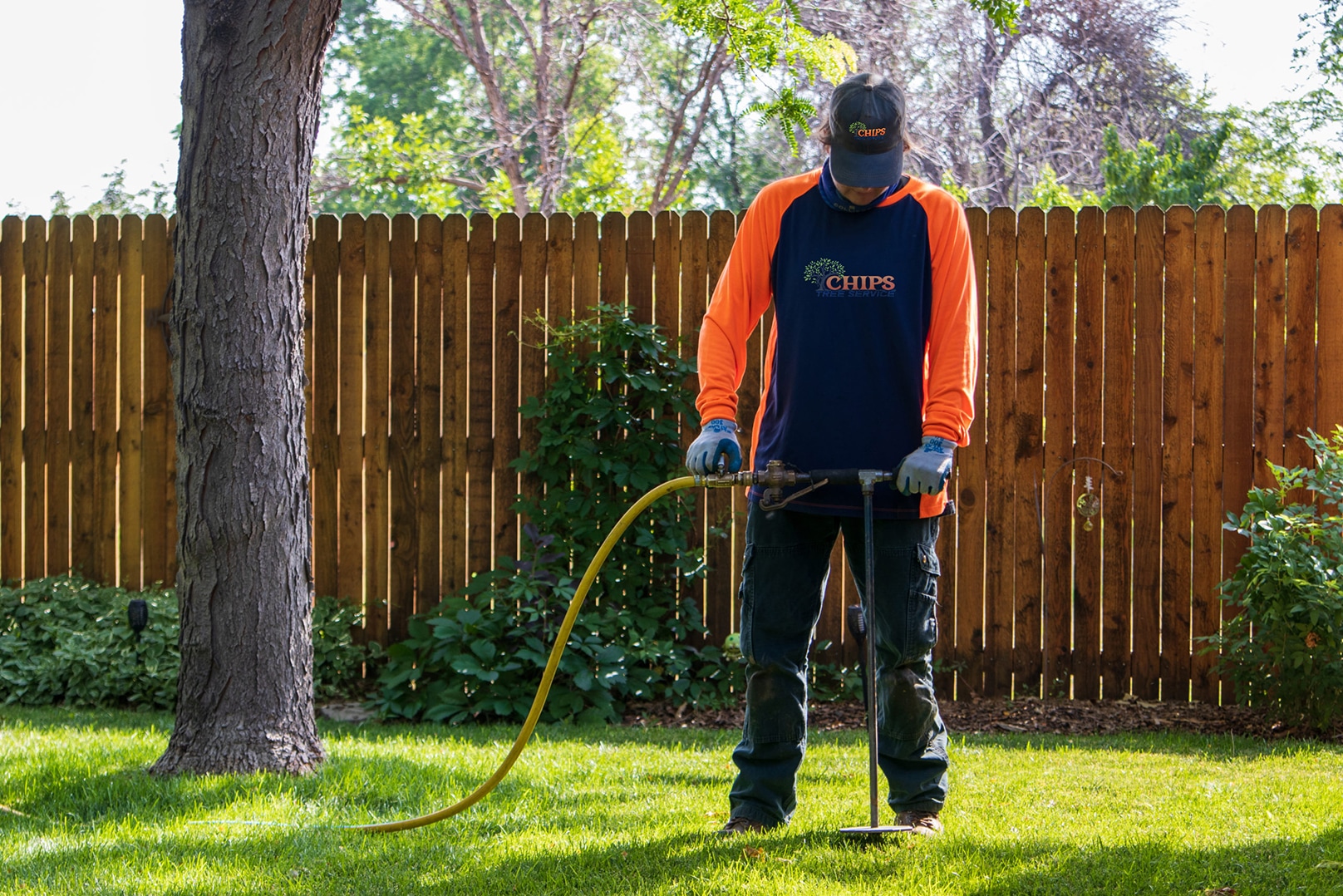 Tree Service Phoenix Az