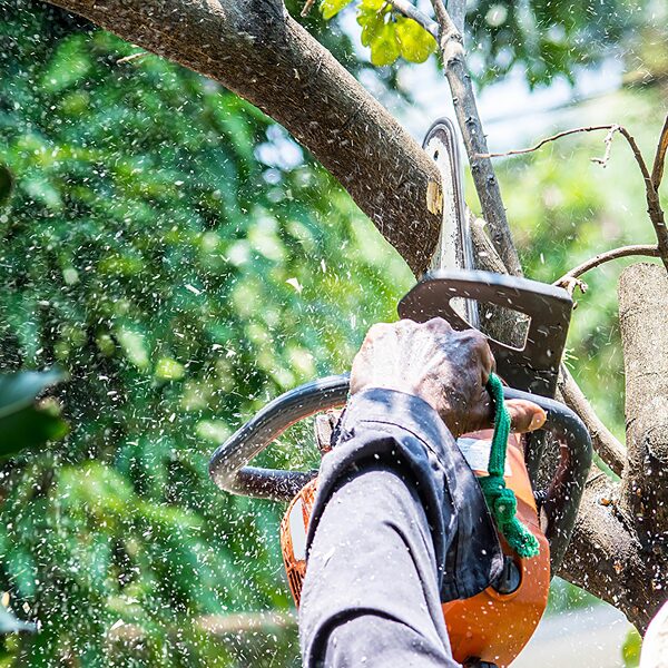 Tree Trimming Near Me Phoenix AZ