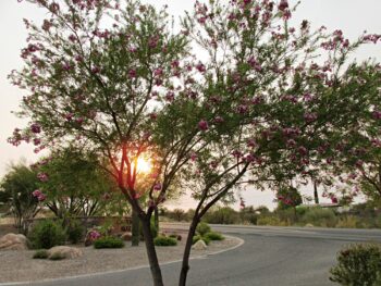 Tree Trimming Phoenix AZ