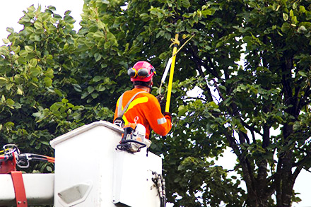 Tree Trimming Phoenix