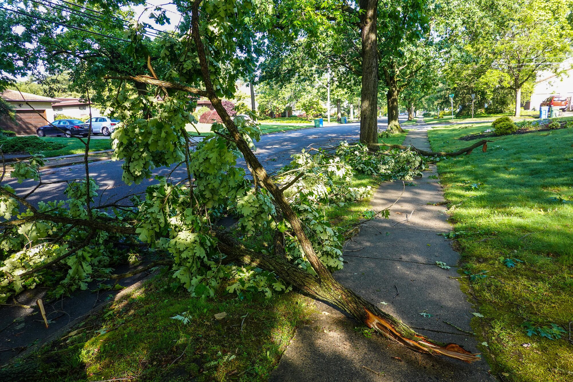 tree removal phoenix az