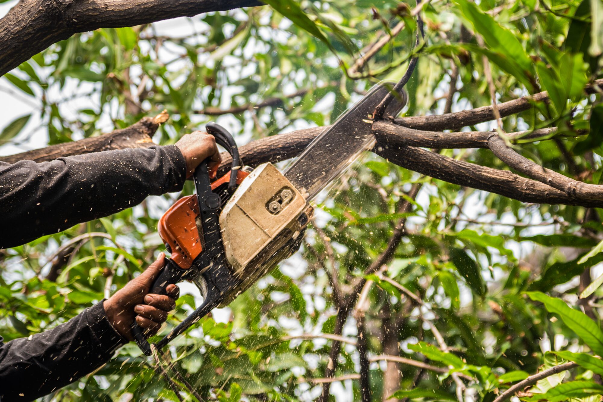 Chips Tree Service gallery 4