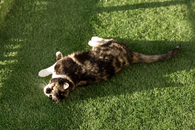 Pet-Safe Synthetic Turf Maintenance Phoenix