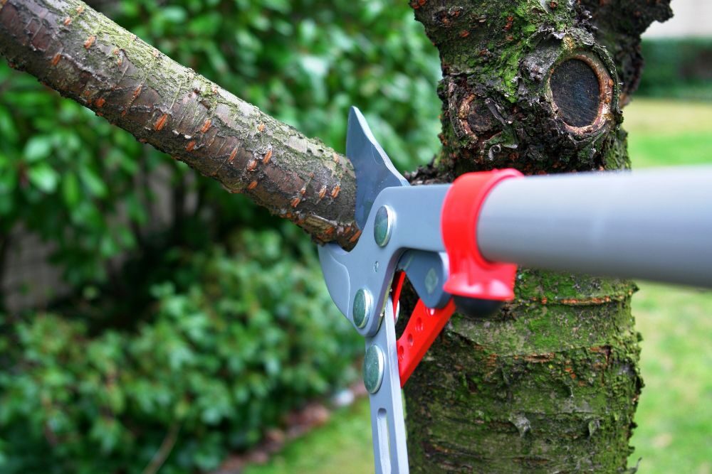 Tree Removal Scottsdale AZ