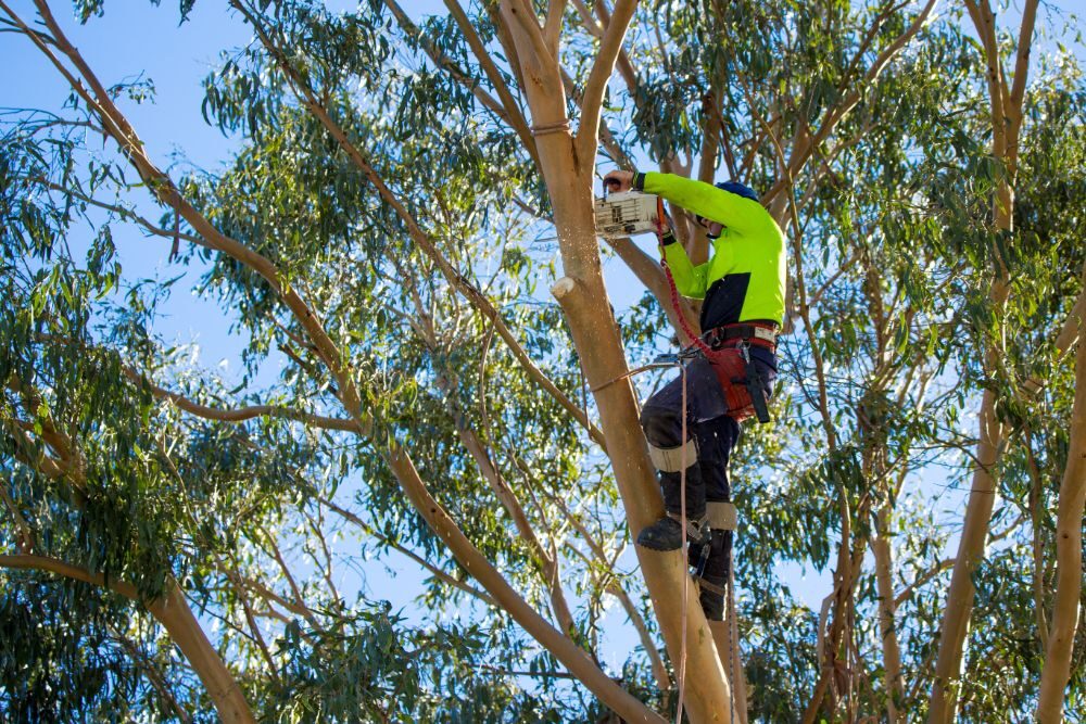 Tree Removal Scottsdale Arizona